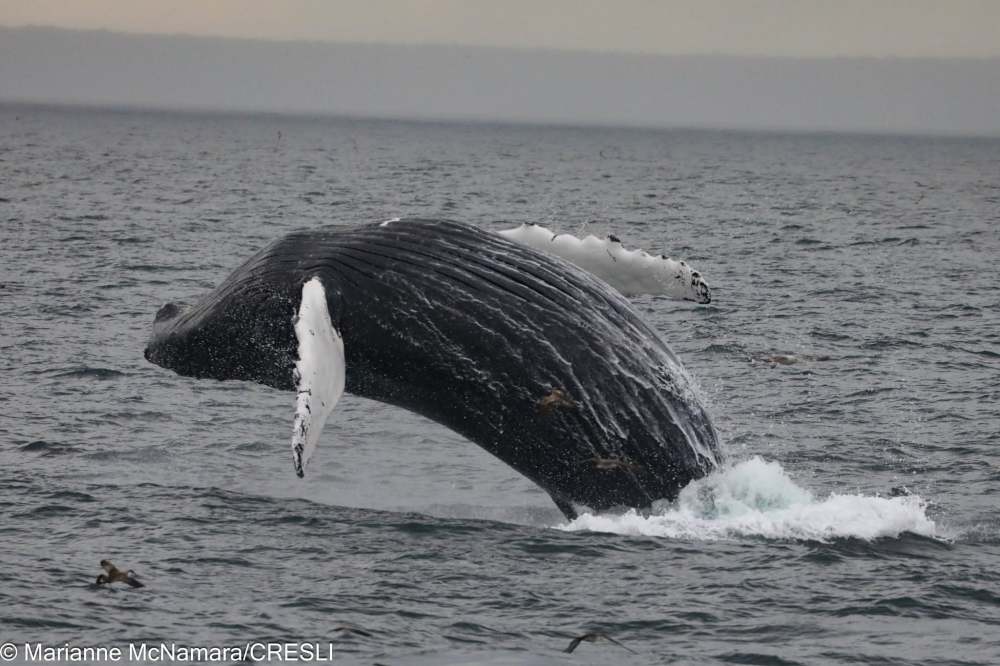 Humpback whale breaching above ocean water with cloudy sky.