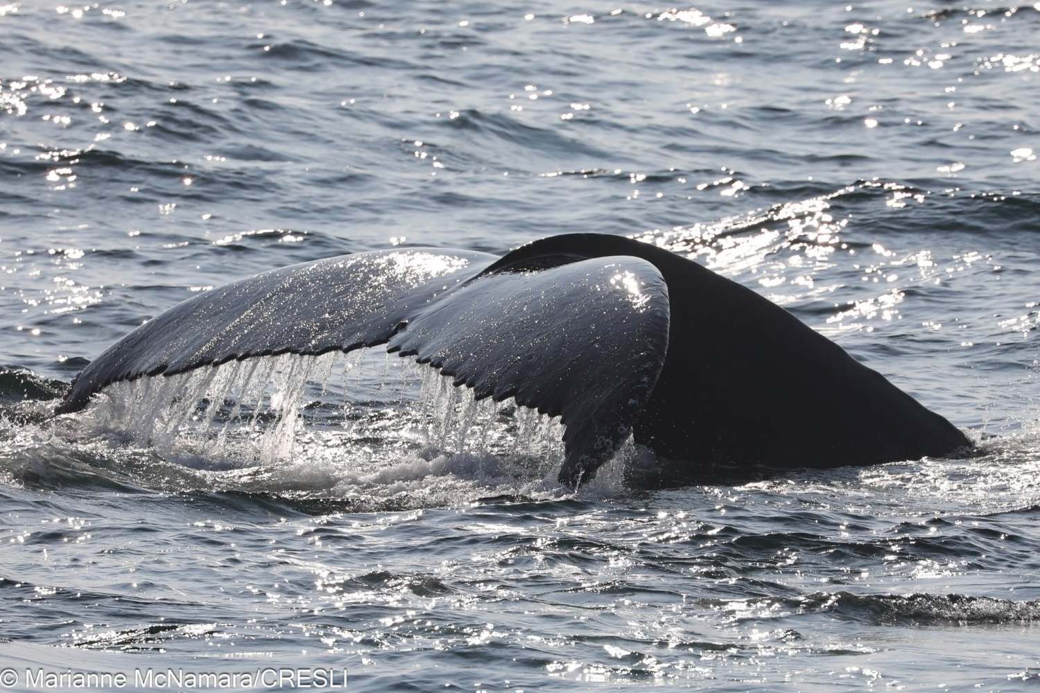 Whale tail above ocean surface with water streaming off in sunlight.