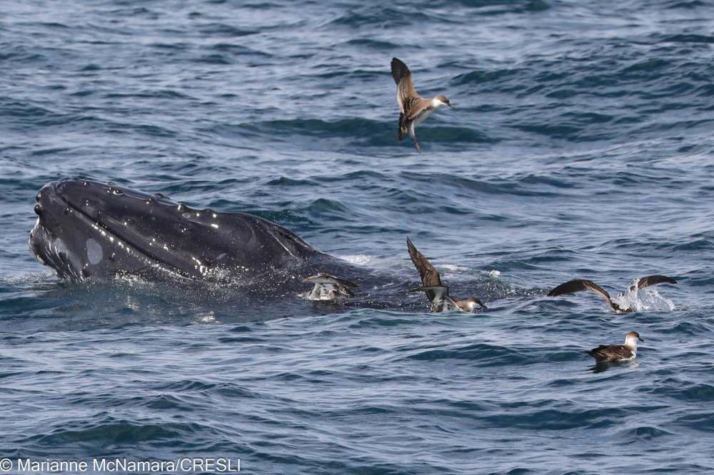 Humpback whale surfacing with birds flying nearby in the ocean.