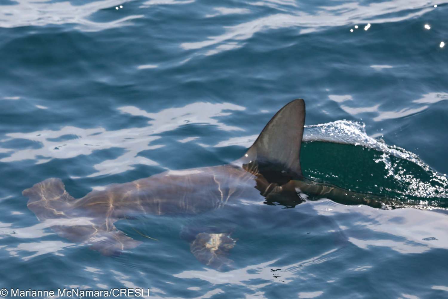 Shark fin breaking the surface of the ocean.