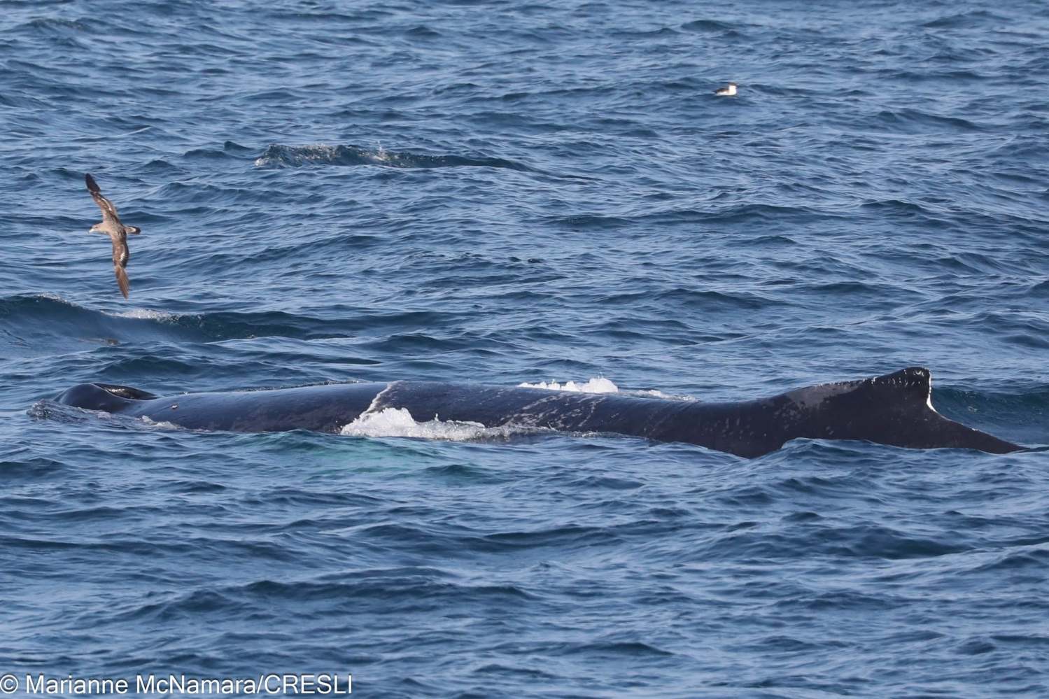 Humpback whale surfacing in the ocean next to a flying seabird.