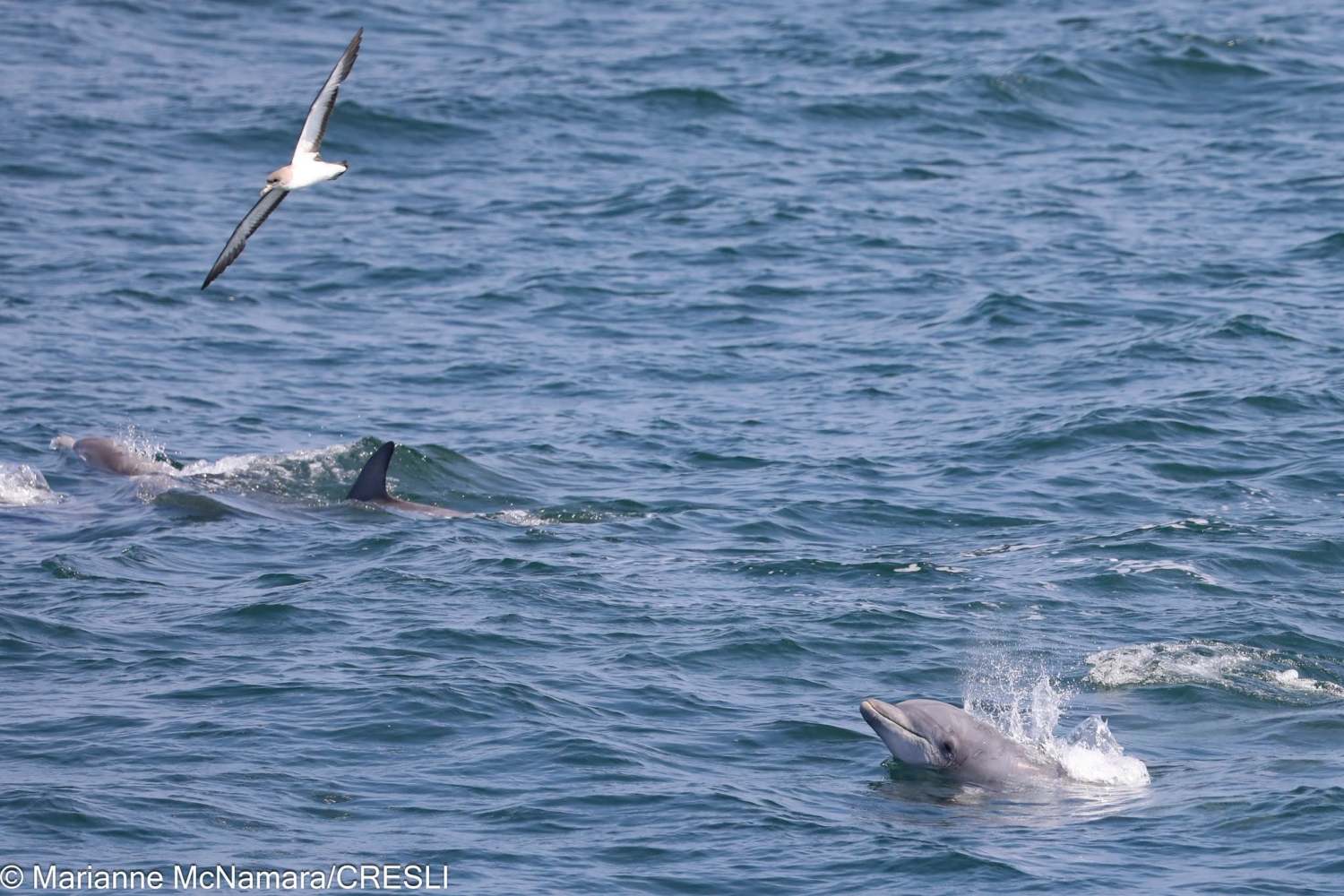 Dolphins swimming in the ocean with a bird flying above.