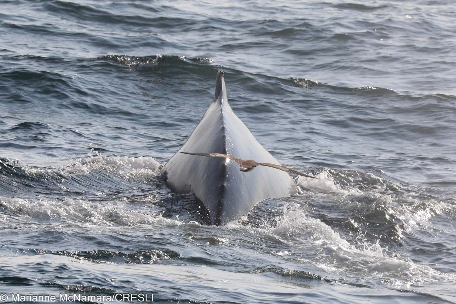Whale surfacing in rough sea, showing its dorsal fin and back.
