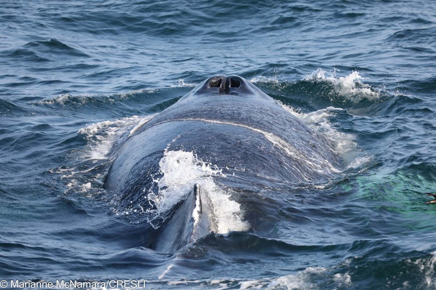 Close-up of a large whale surfacing in ocean water.