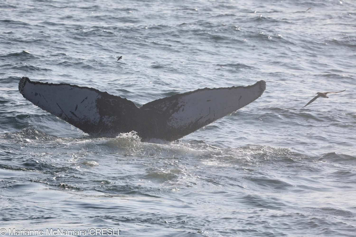 Whale tail above ocean surface with a bird flying nearby.