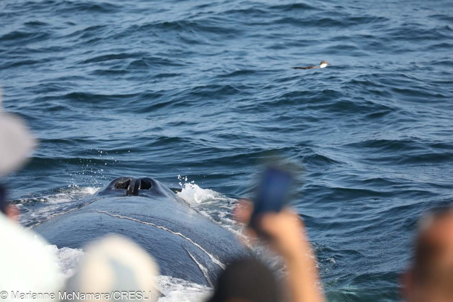 Whale surfacing near a boat, ocean waves, blurred people in foreground.