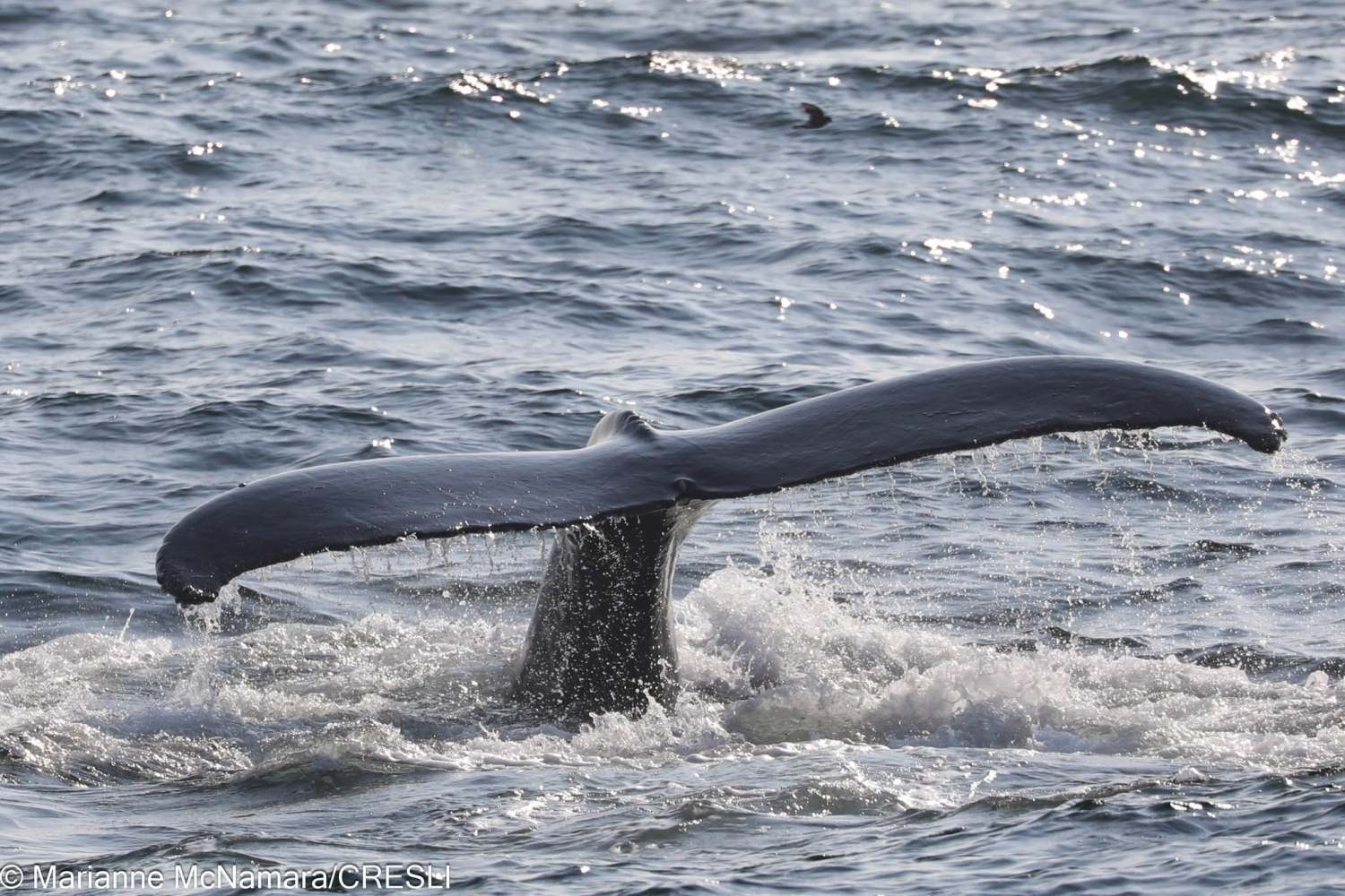 Whale tail above water surface, waves splashing around.