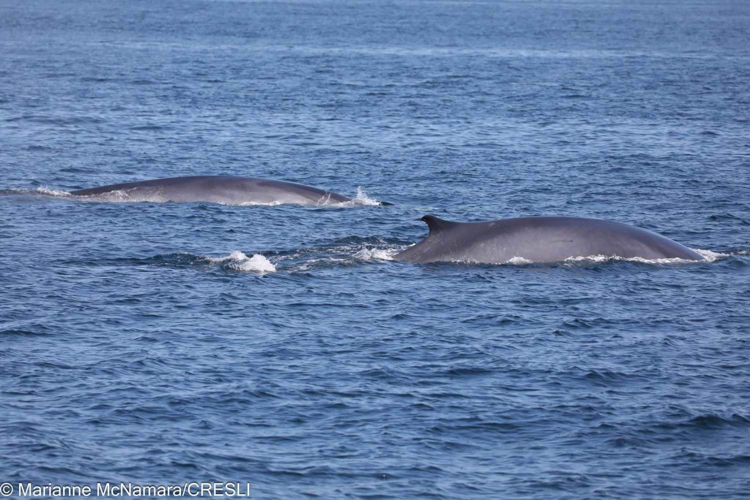 Two whales swimming near the ocean surface.