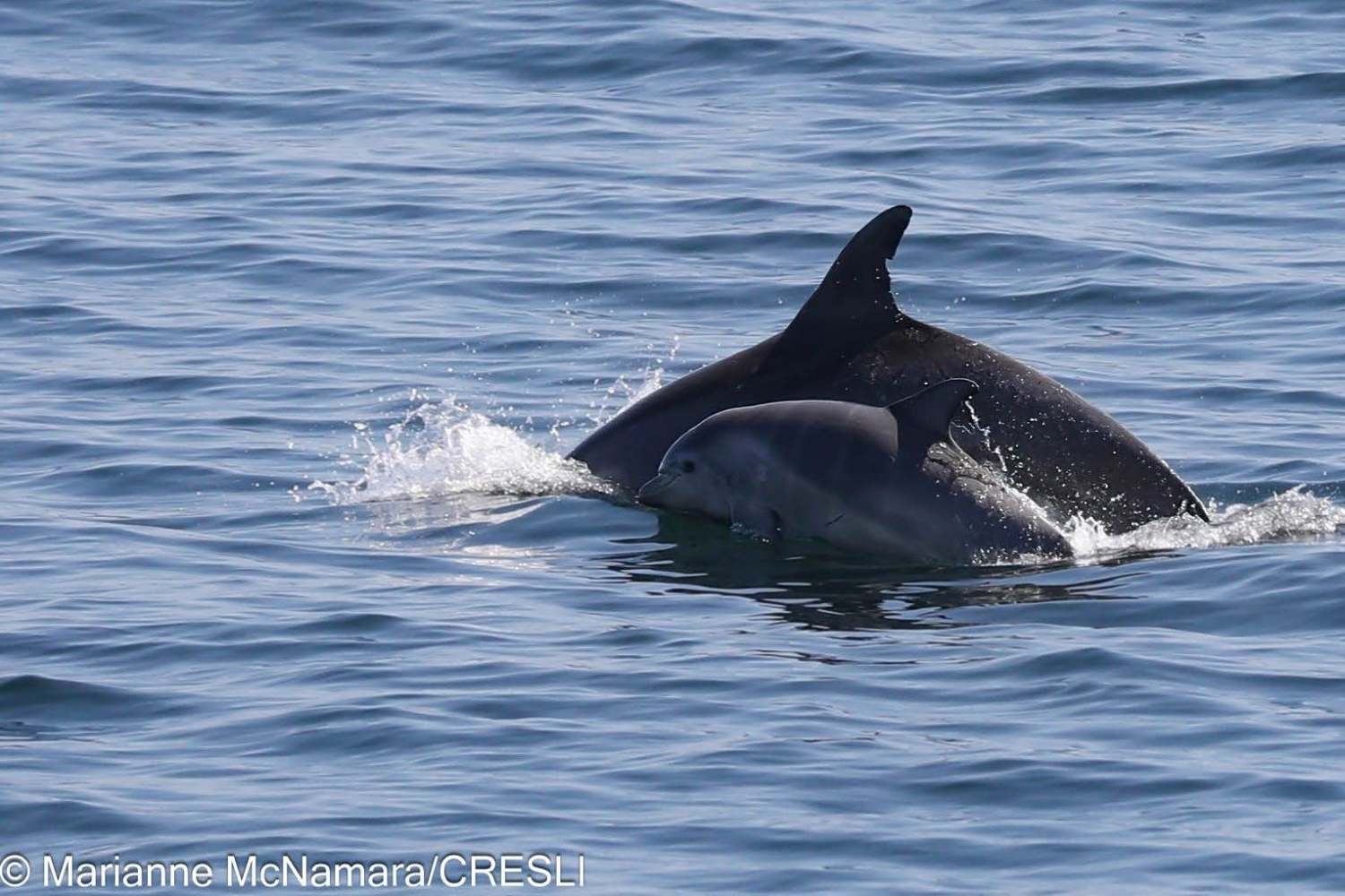 Two dolphins swimming in the ocean.