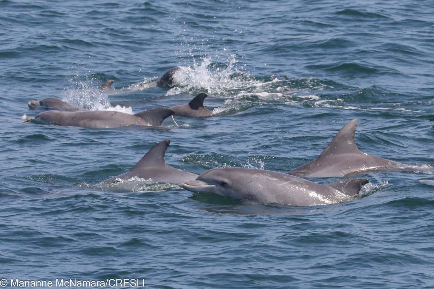 Pod of dolphins swimming in open water.