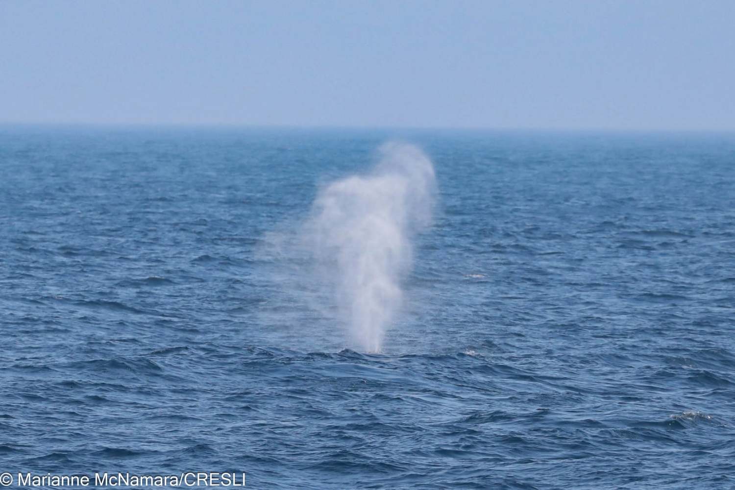 Mist from a whale's blow spout on the ocean surface.