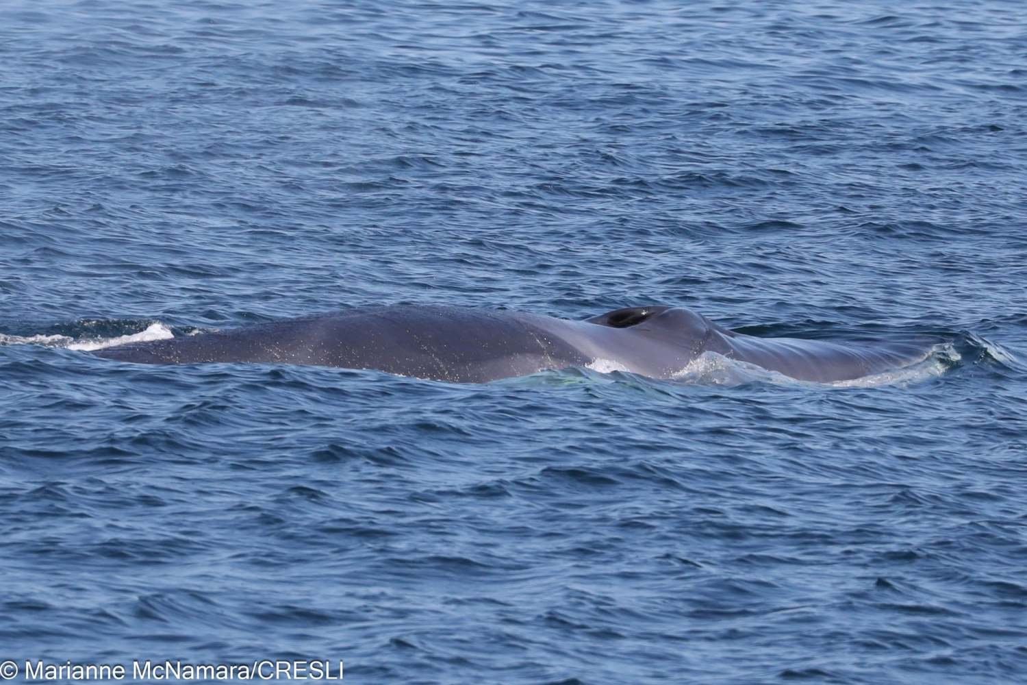 A large whale partially submerged in the ocean with its blowhole visible.