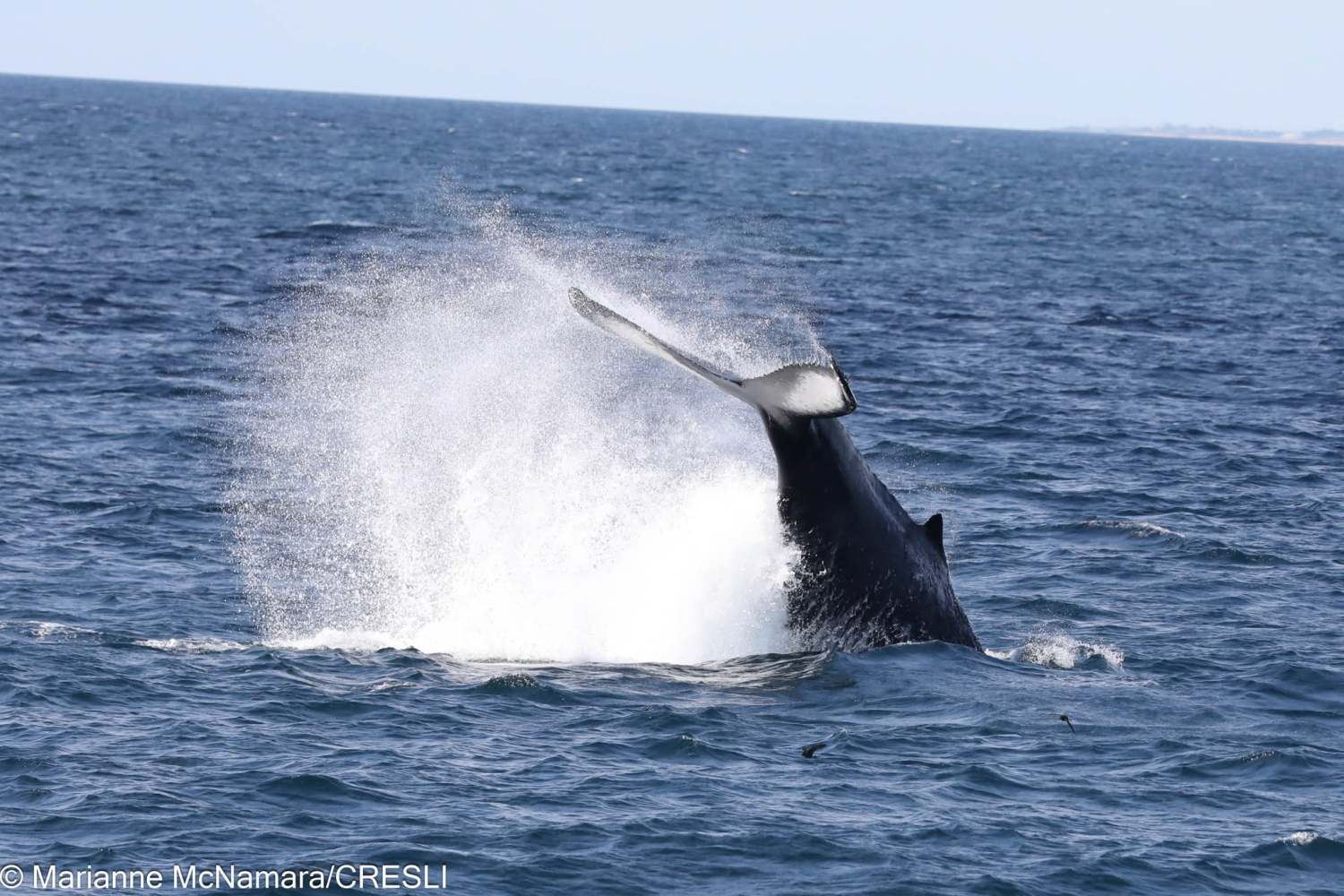 Whale tail splashing water as it dives in the ocean.