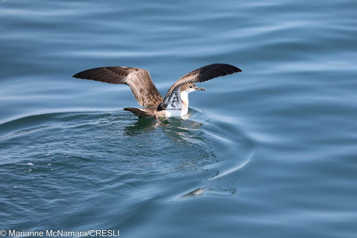Seabird skimming over calm blue ocean water with wings spread.
