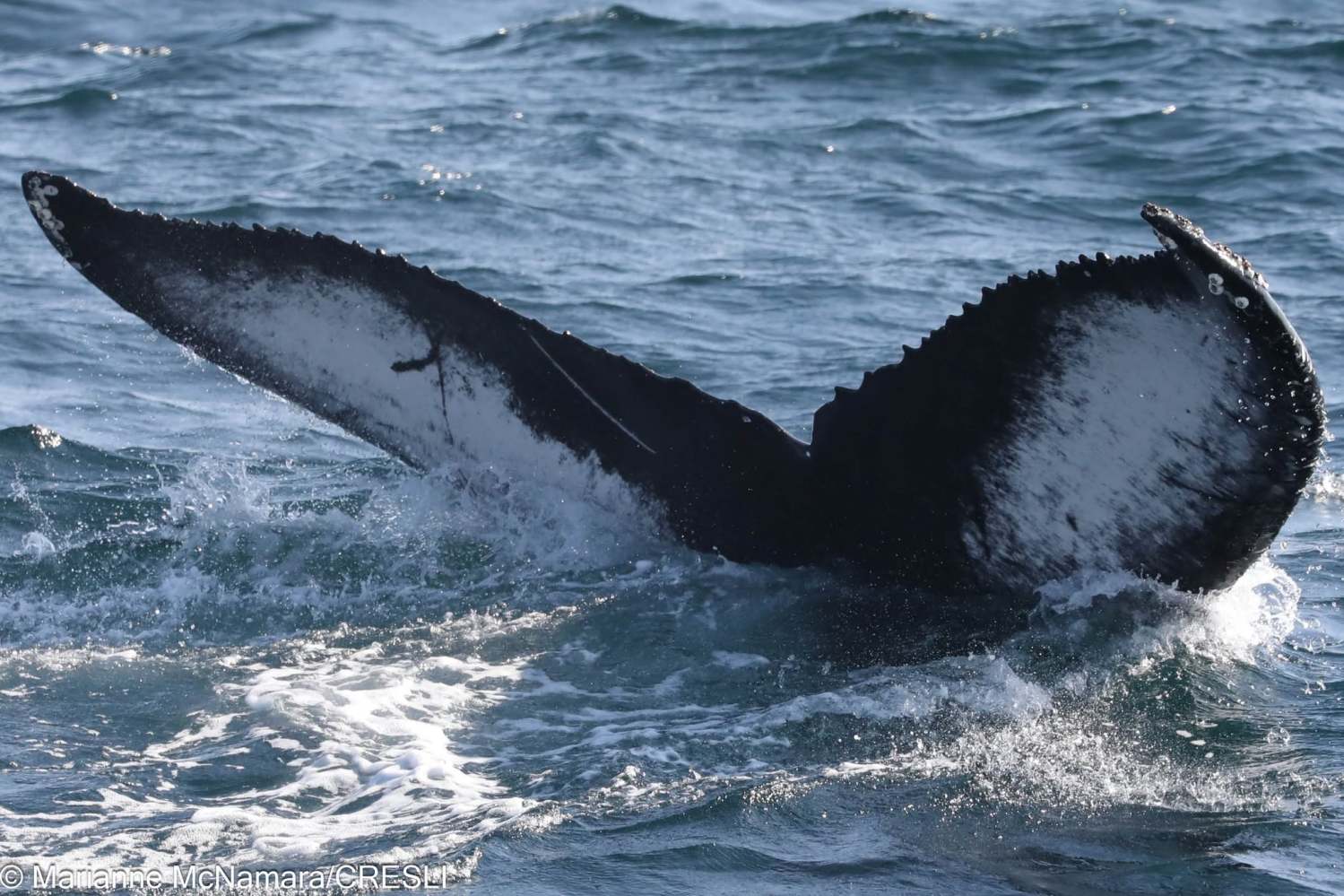 Whale tail splashing in the ocean.