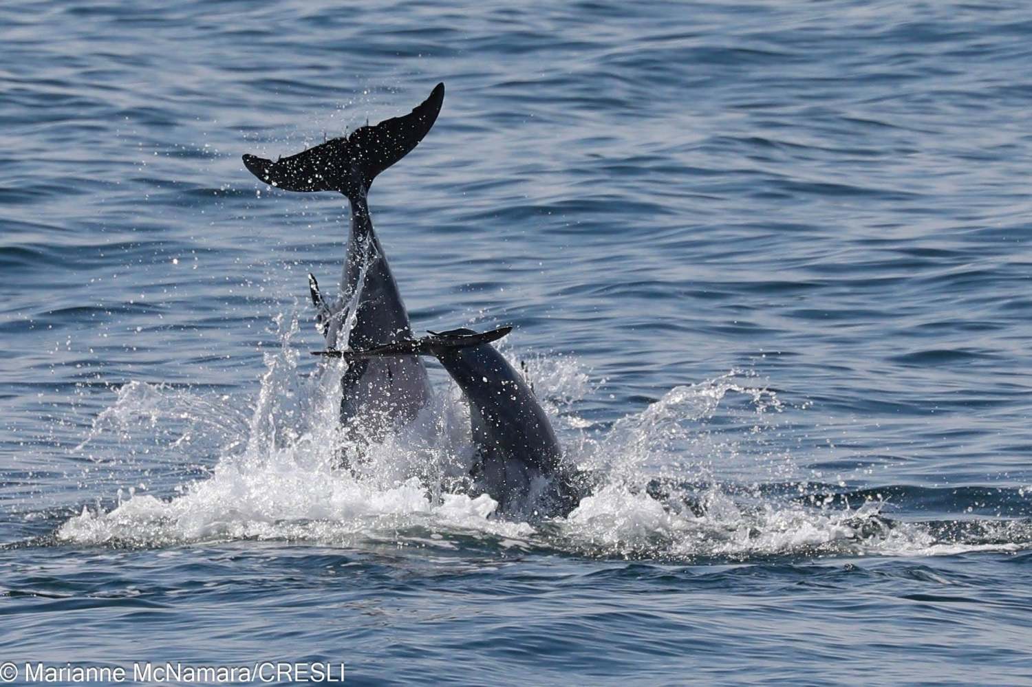 Two dolphins playing in ocean waves with tails in the air.