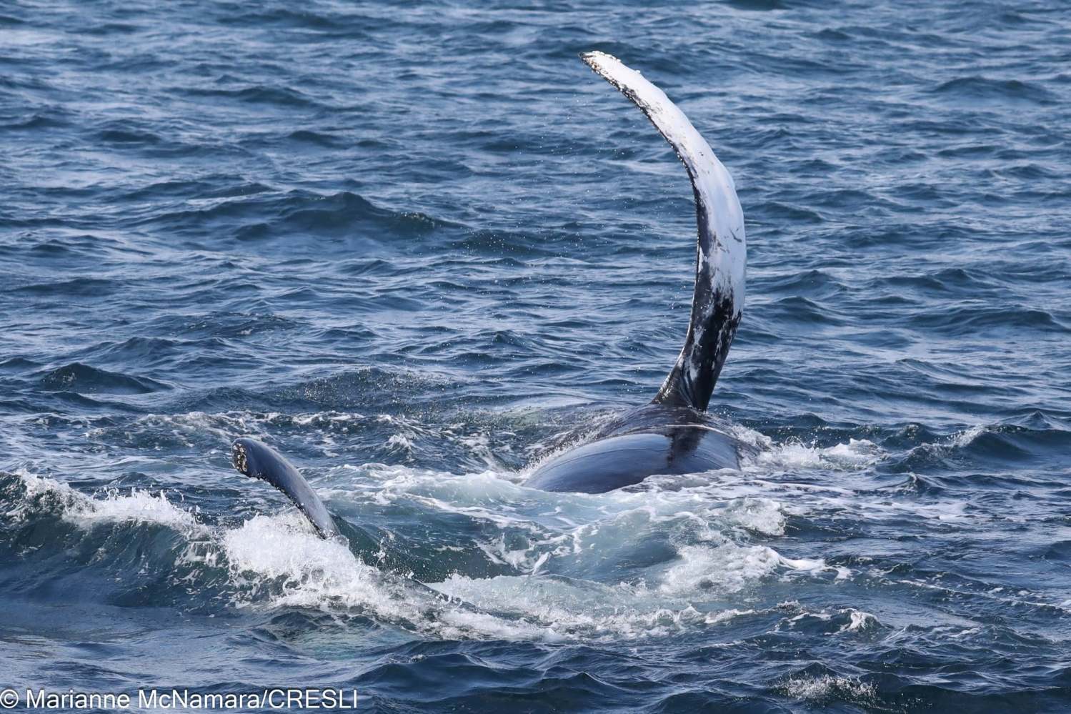 Two whales surfacing in ocean with one fluke and one pectoral fin visible.