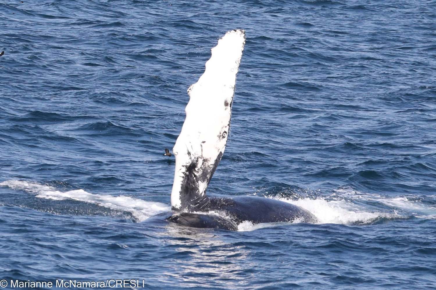 Humpback whale fluke above ocean surface.