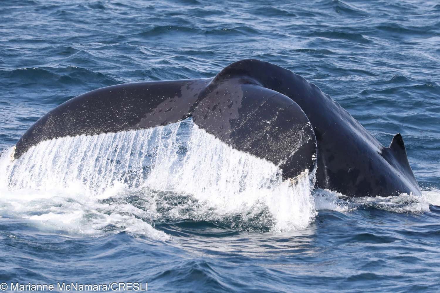 Whale tail diving into the ocean with water cascading off.