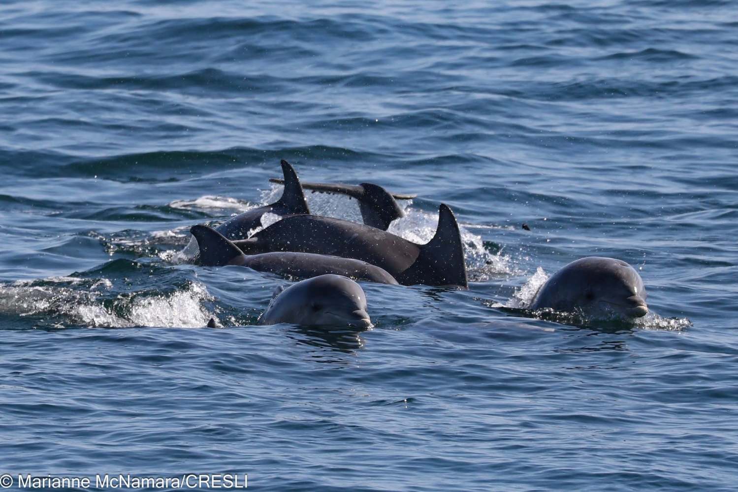 Group of dolphins swimming in the ocean.