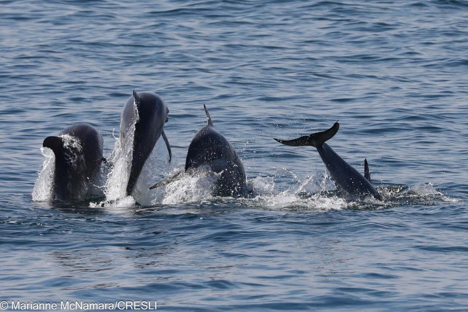 Group of dolphins surfacing and splashing in the ocean.