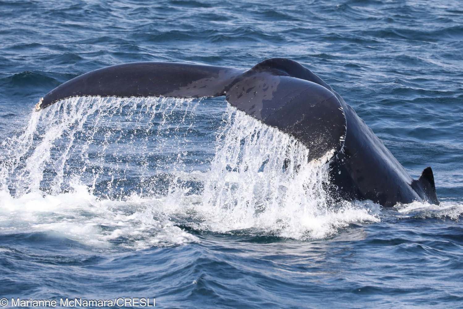 Whale tail above water with splashing waves.