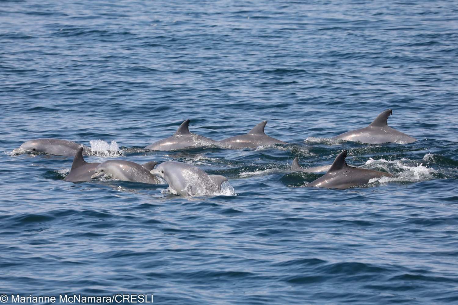 Pod of dolphins swimming in the ocean, dorsal fins visible above water.