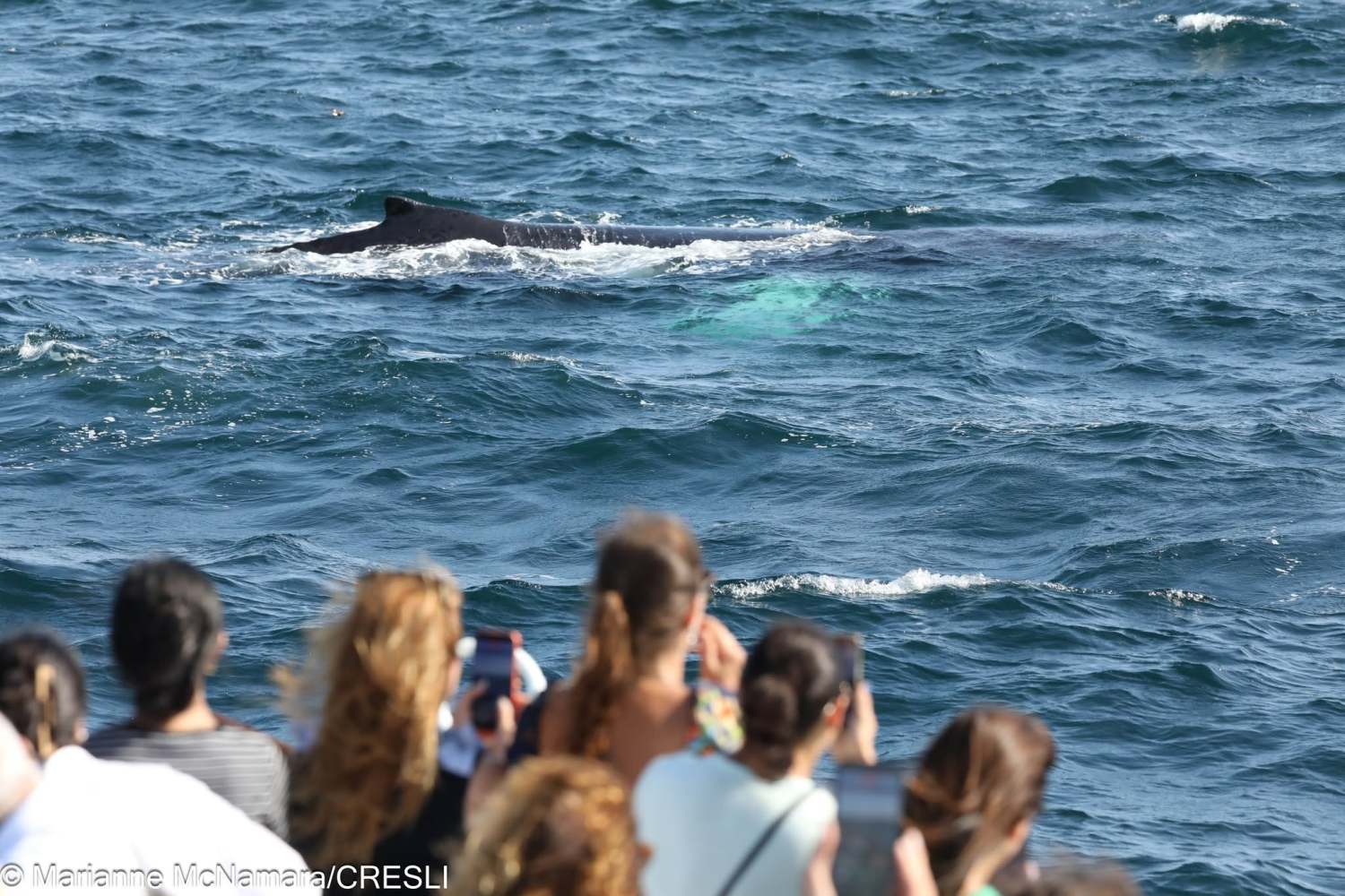Whale surfacing in ocean near crowd of onlookers on a boat