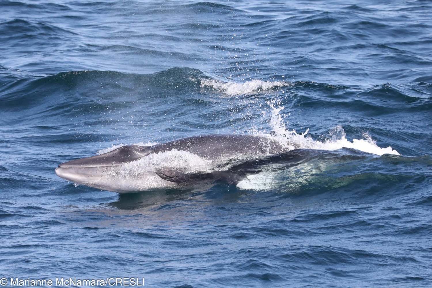 Whale surfacing with water splashing in the ocean.