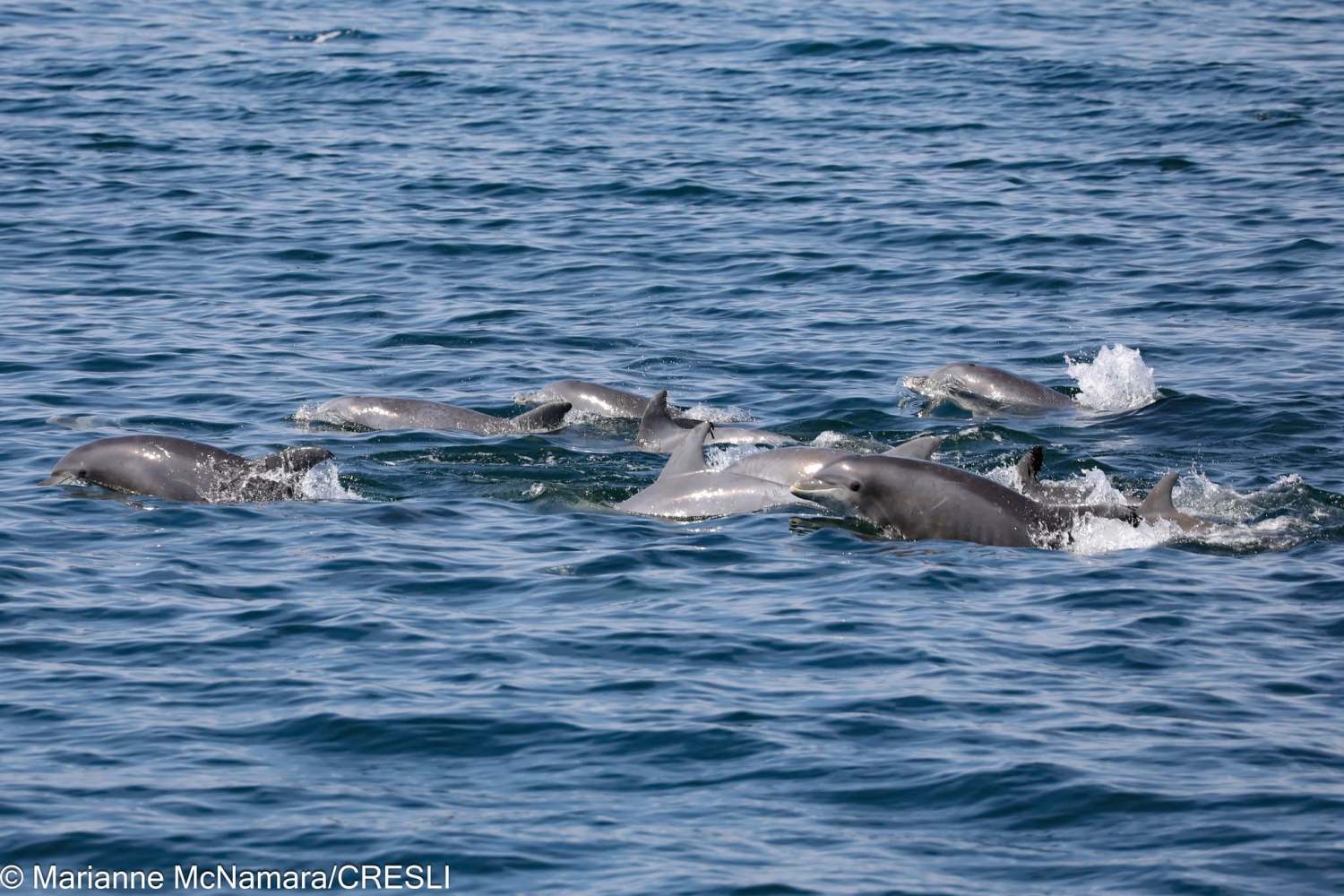 A pod of dolphins swimming in the ocean.