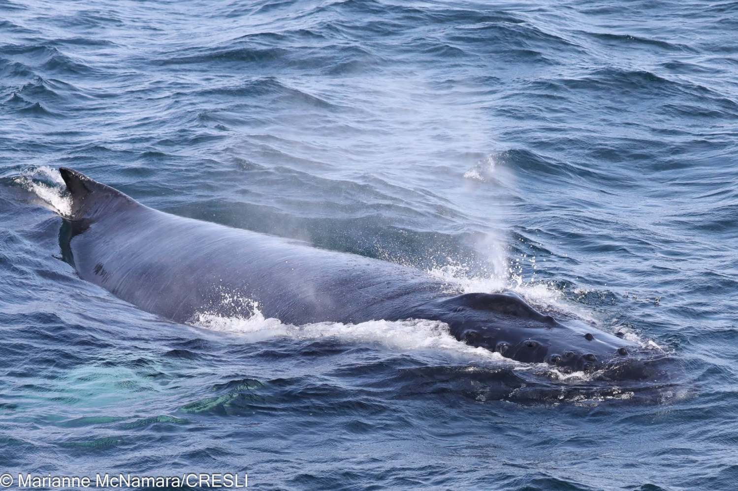 Humpback whale surfacing in ocean, spouting water.