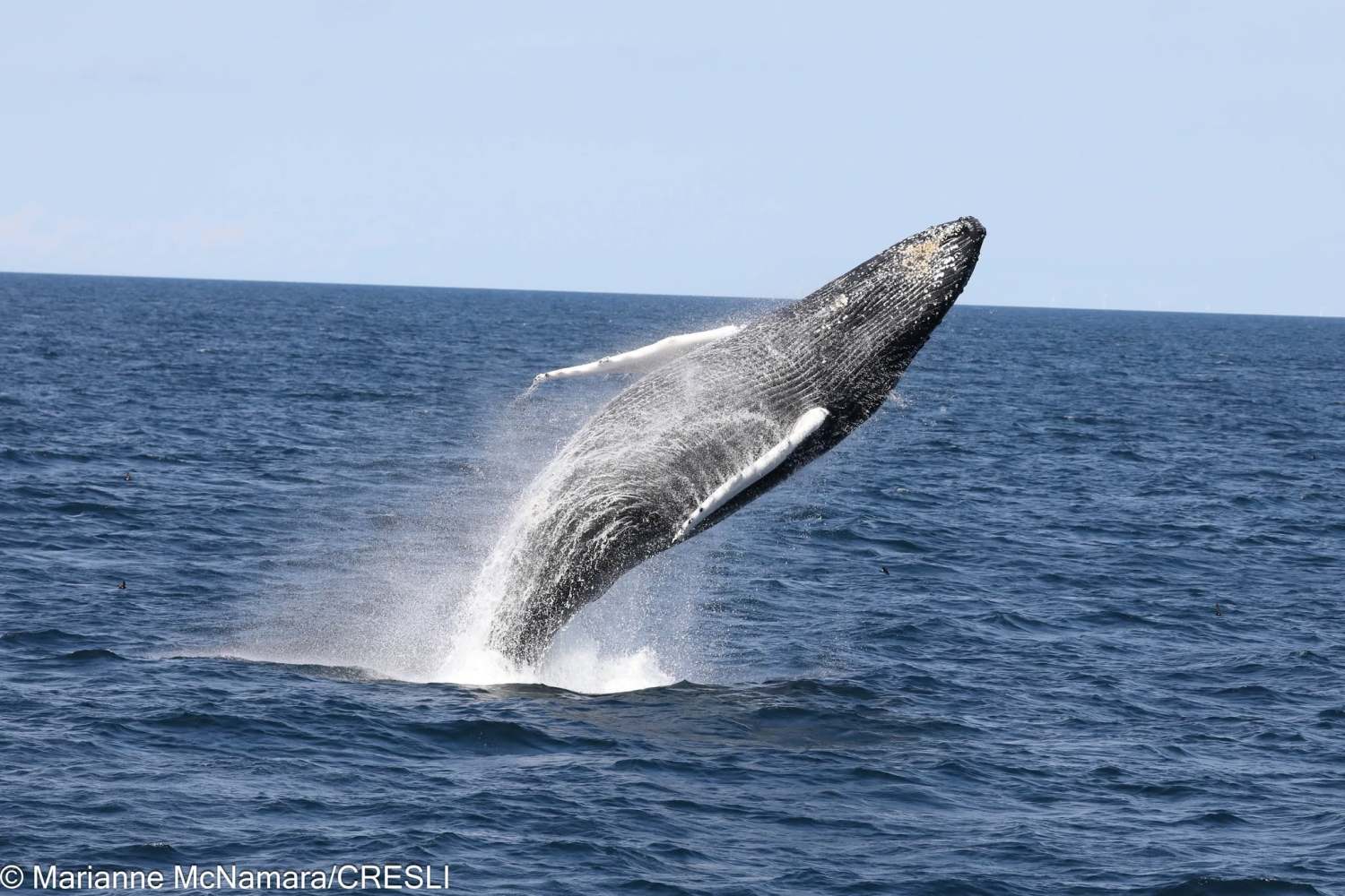 Humpback whale breaching above the ocean surface.