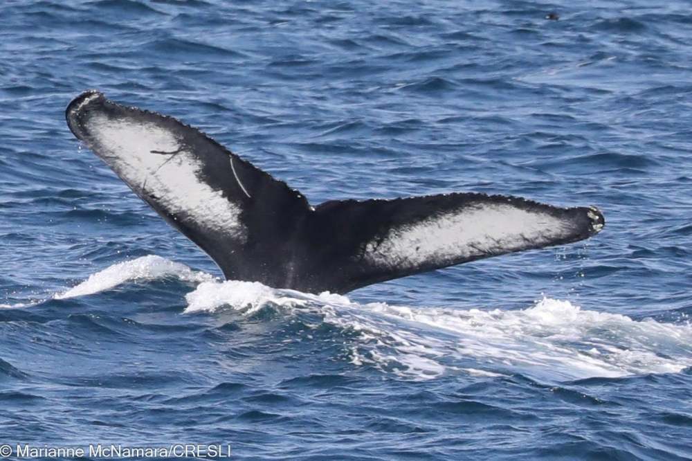 Humpback whale tail above ocean surface, displaying splash and waves.