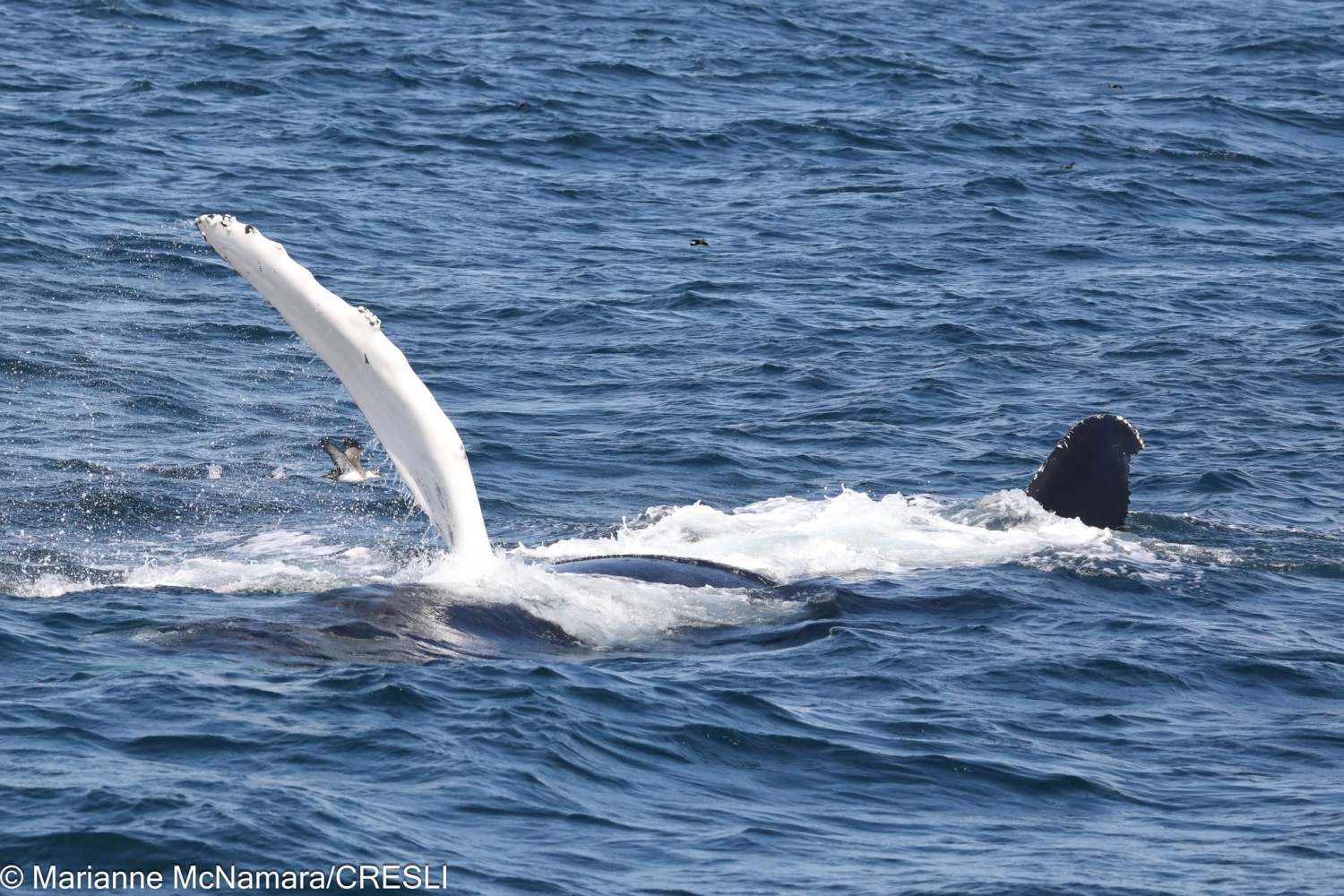 Whale partially submerged in ocean, flipper raised above water.