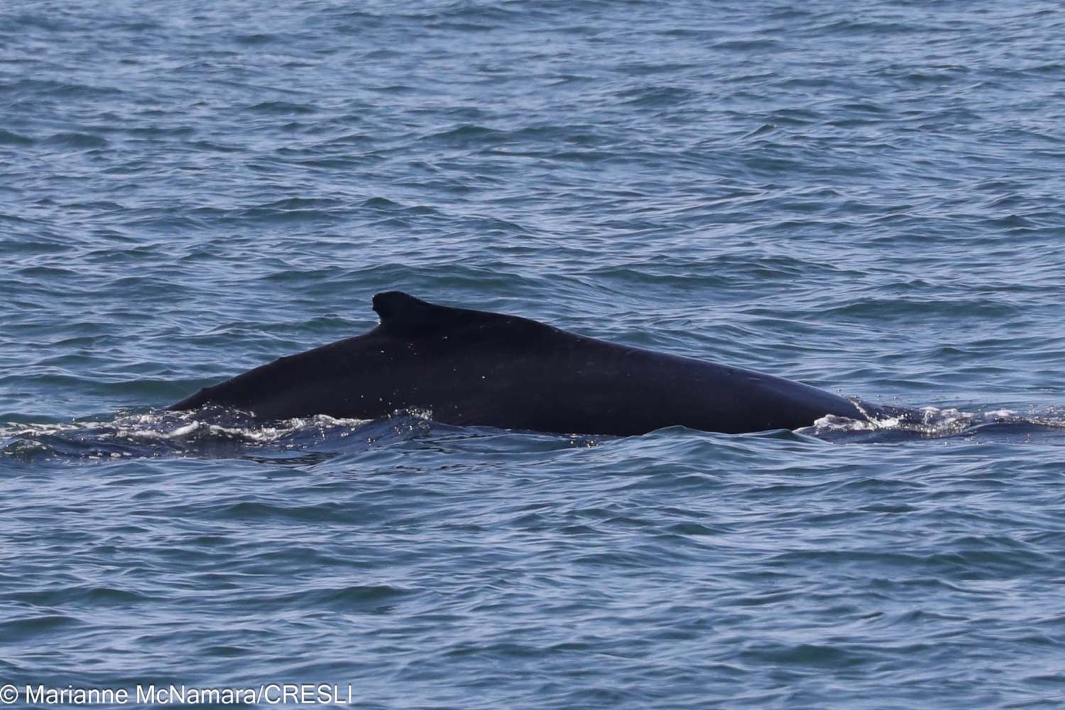 A whale surfacing in the ocean with its dorsal fin visible.