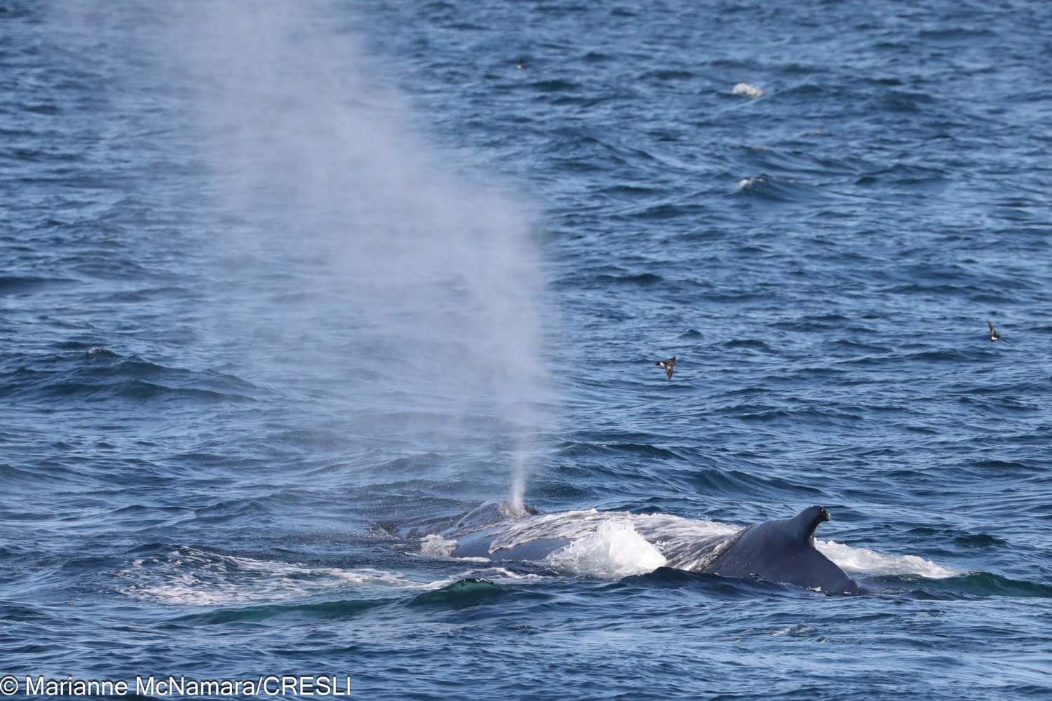 Whale surfacing and spouting water in the ocean.