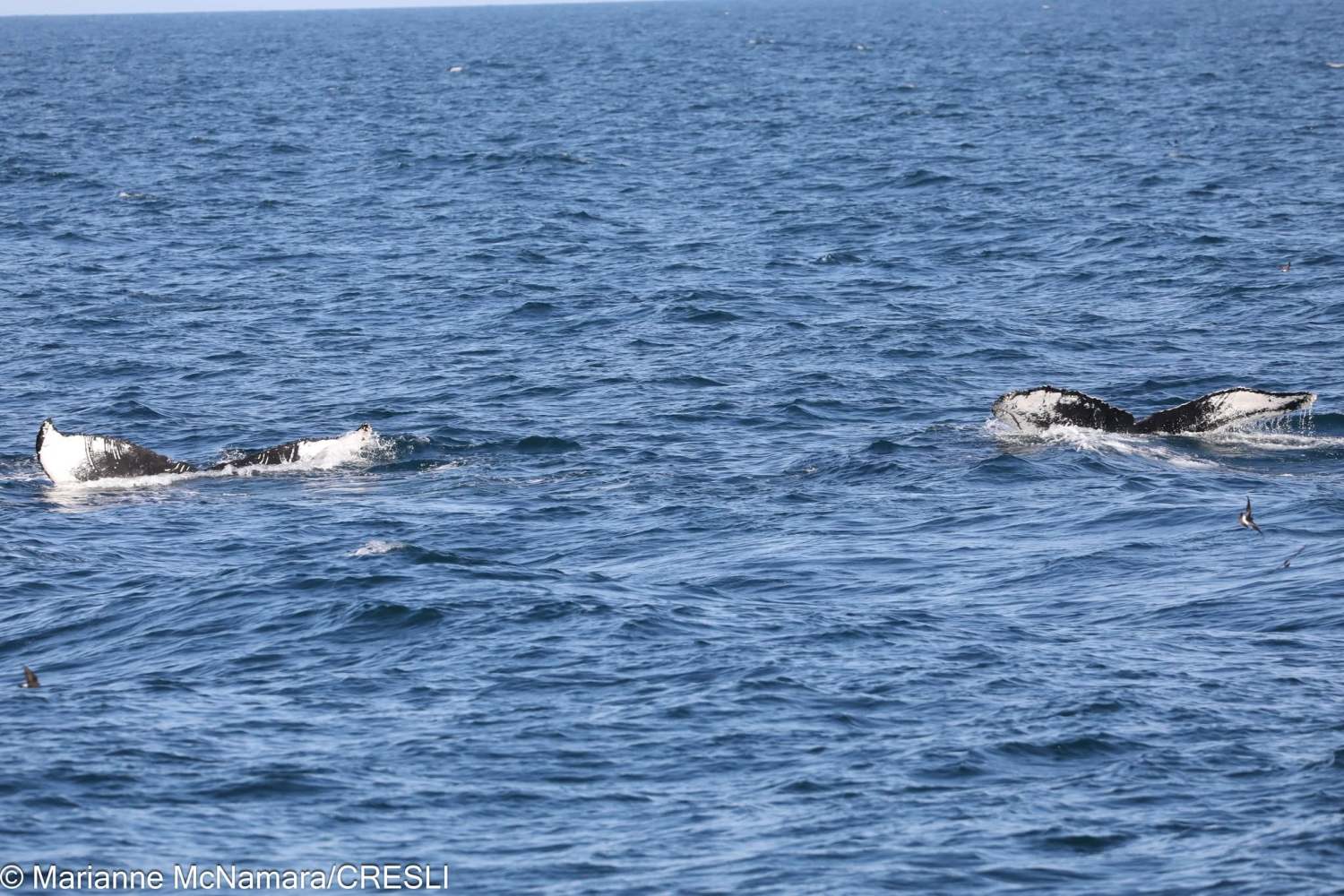 Two humpback whales partially submerged in the ocean.