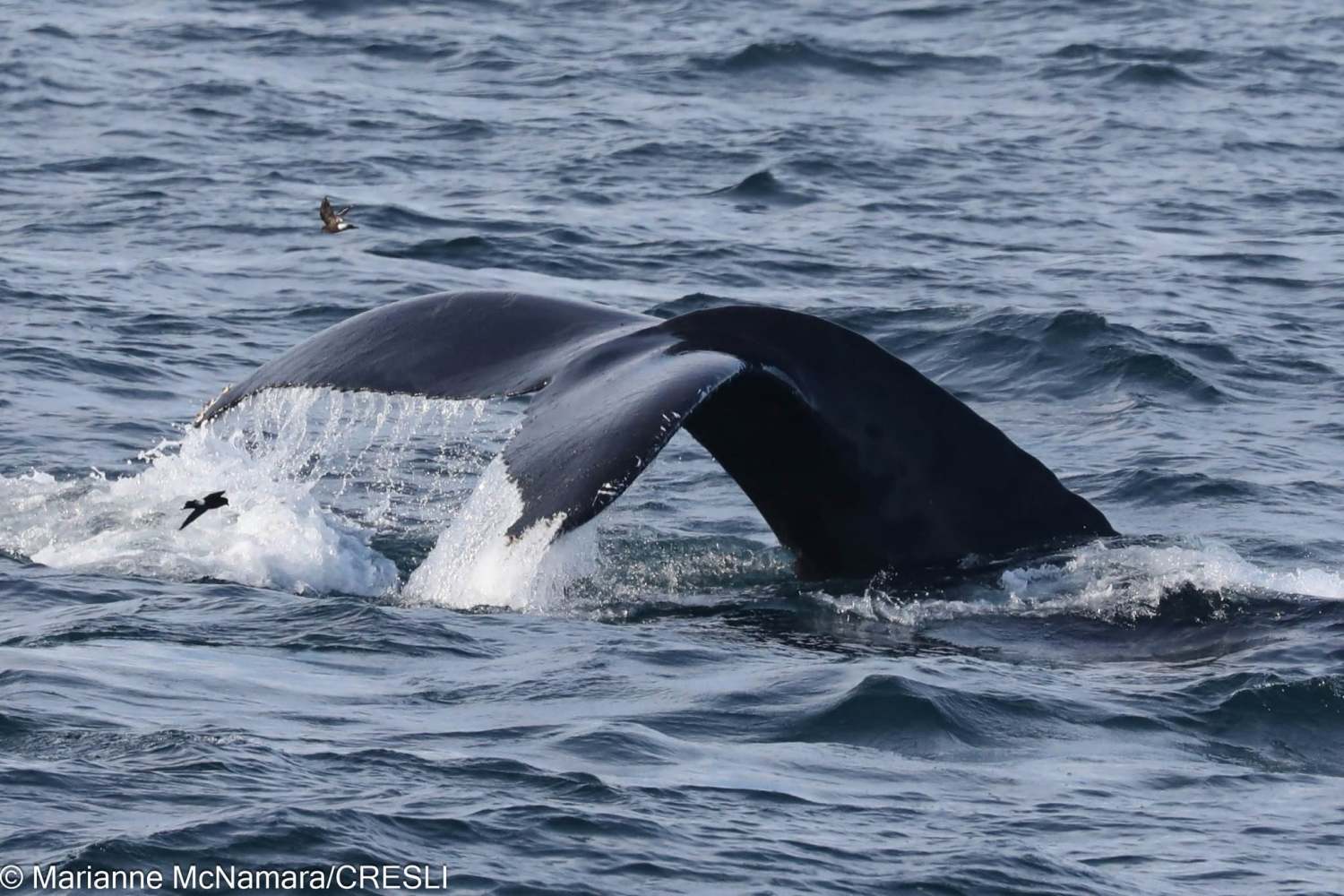 Whale tail emerging from the ocean water.