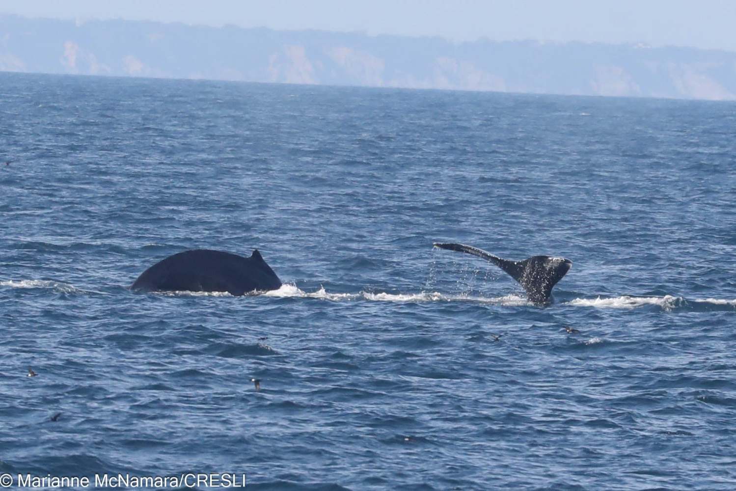 Two whales in ocean, one diving with tail visible, distant coastline in background.