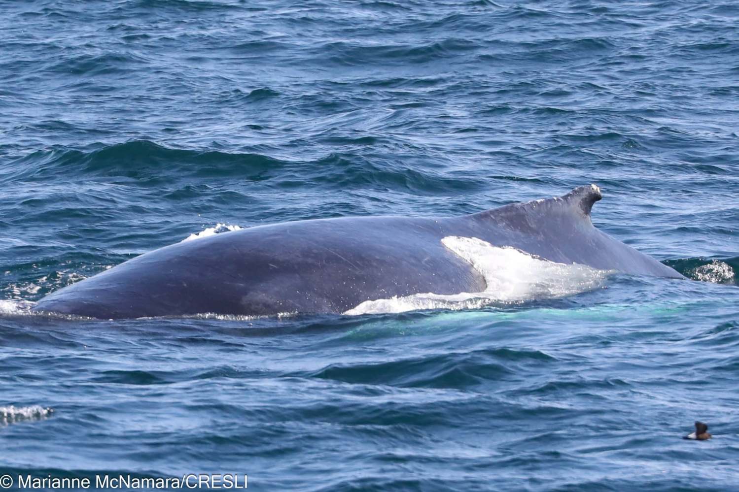 A large whale surfacing in the ocean with its back visible above water.