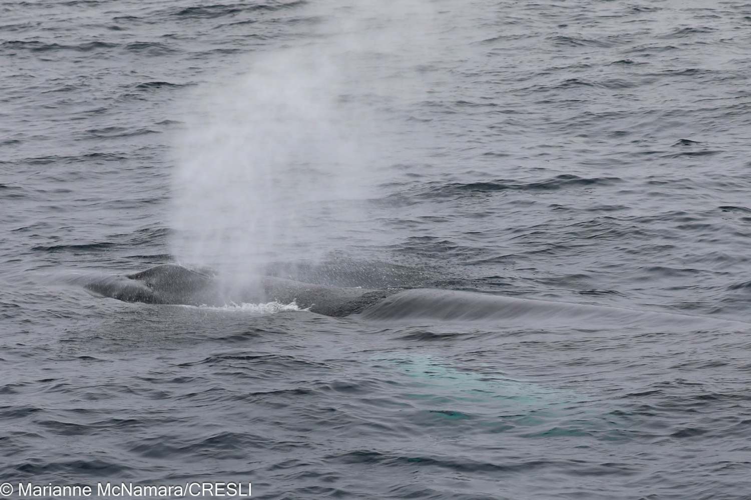 Whale surfacing with water spout in ocean.