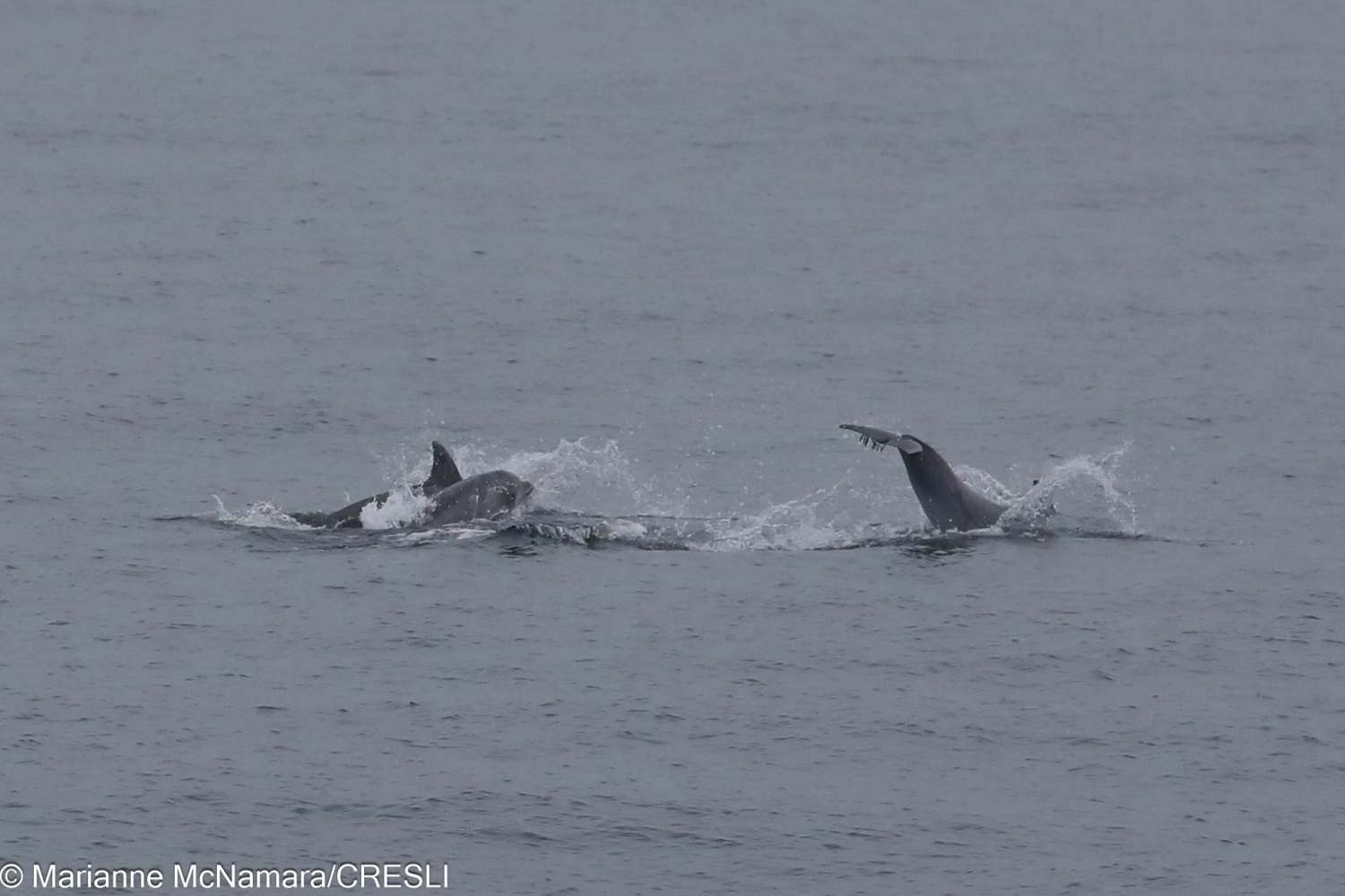 Dolphins swimming and splashing in the ocean.