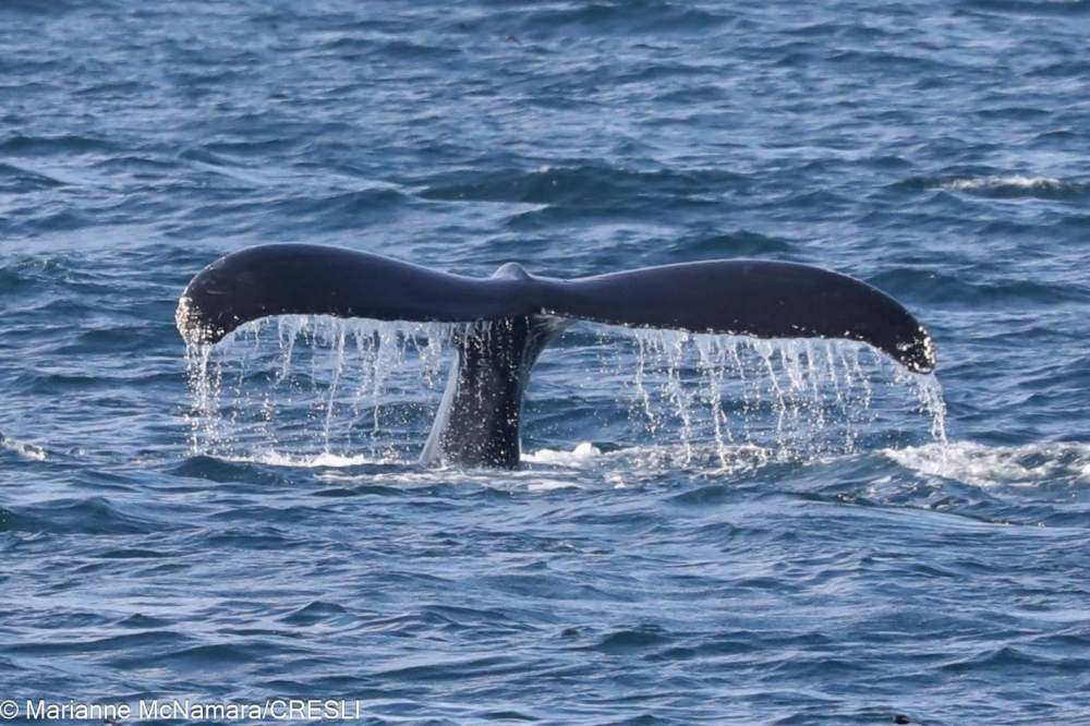 Whale tail emerging from ocean, water cascading off fins.