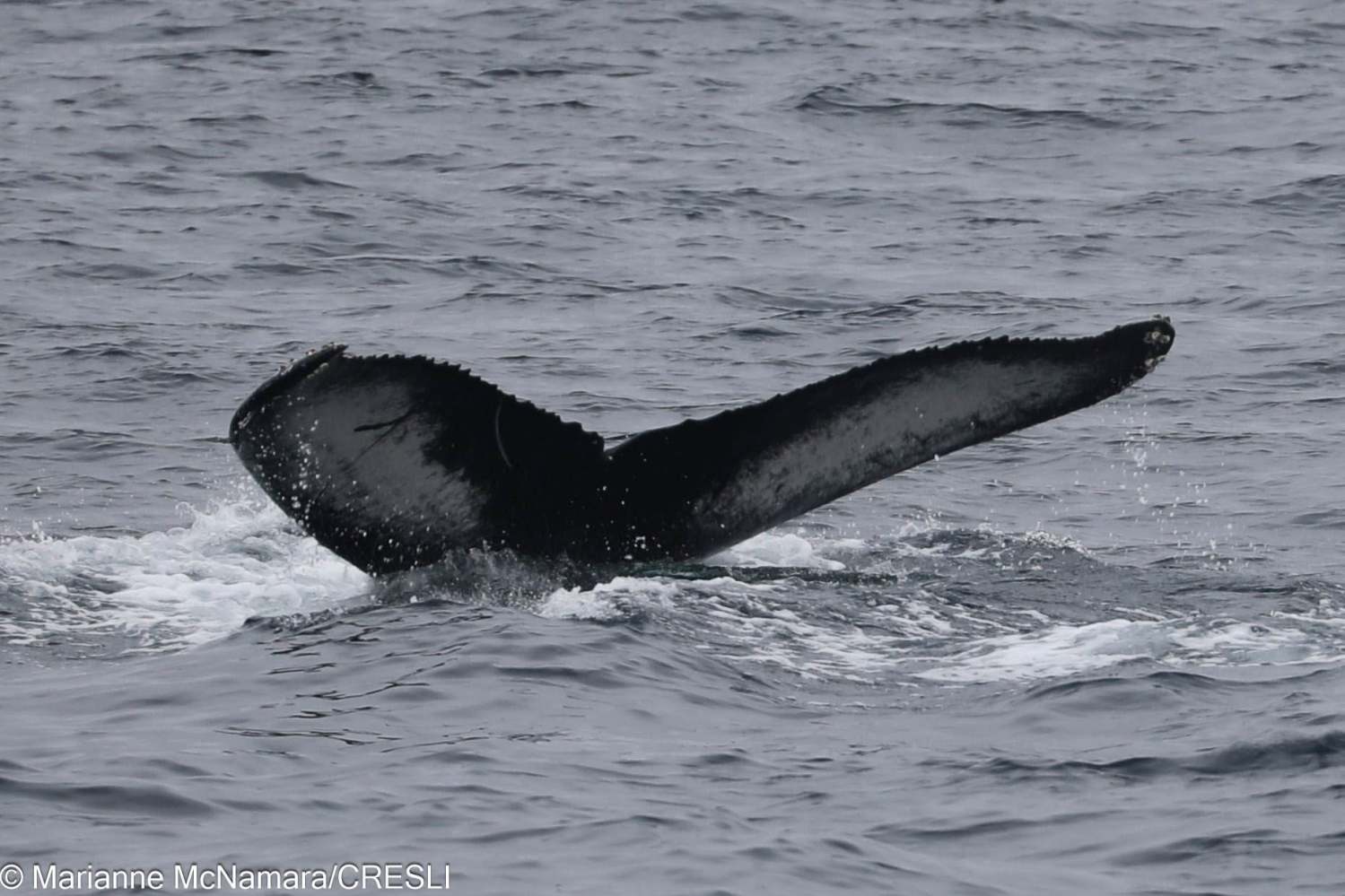 Whale tail above ocean surface, splashing water.