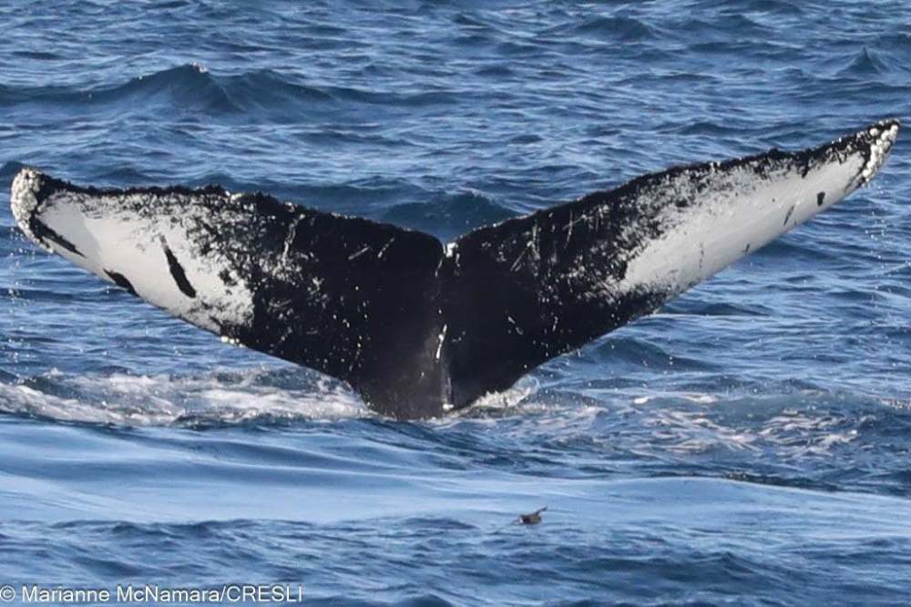 Humpback whale tail above ocean water surface.