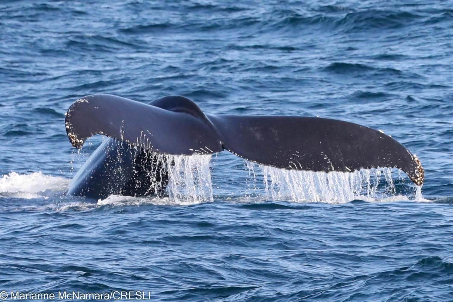 Whale tail emerging from the ocean water.