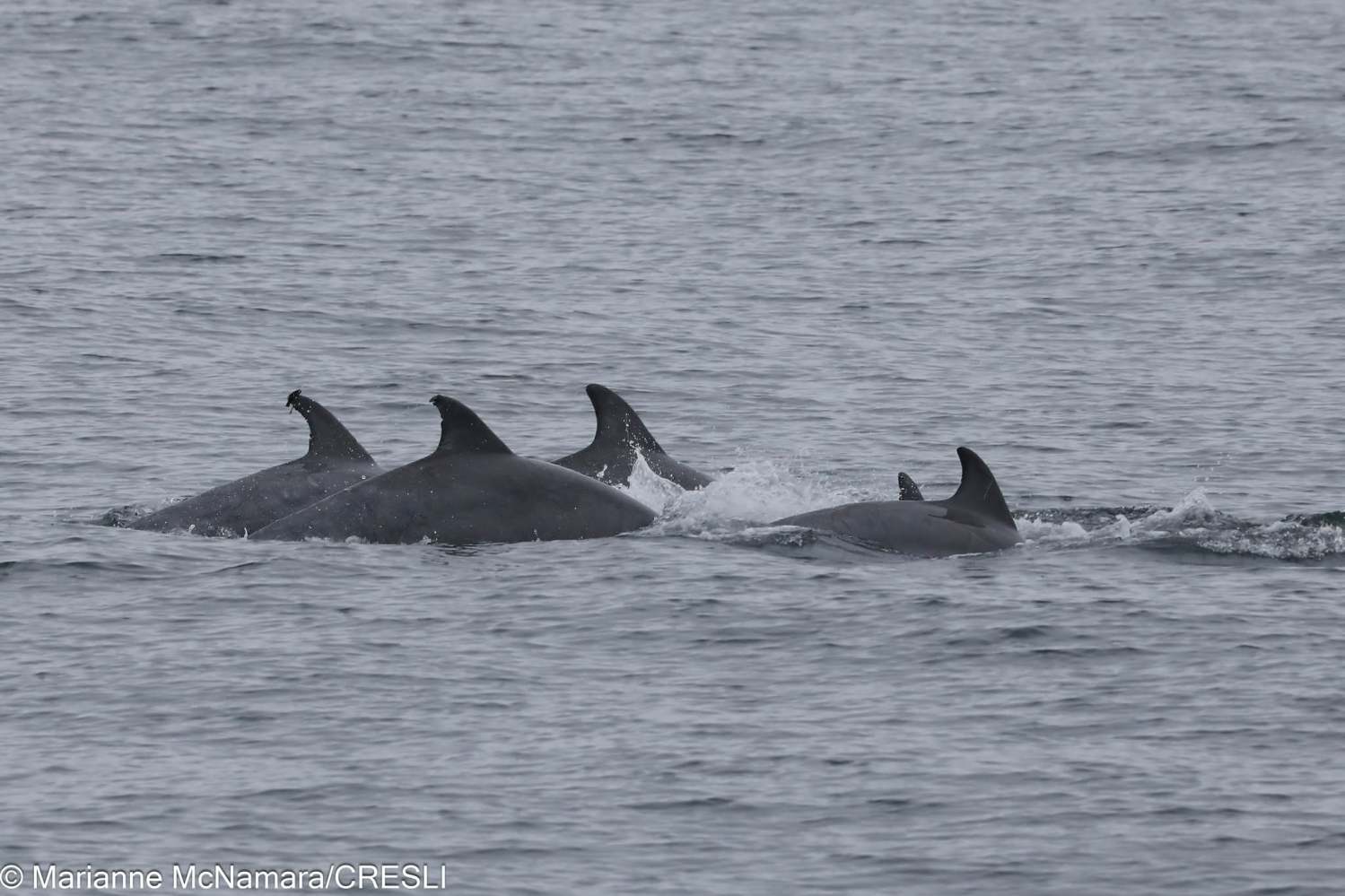 Group of dolphins swimming together in the ocean.