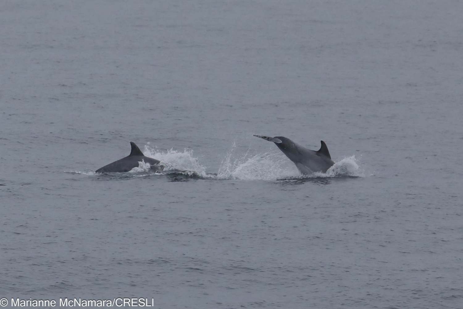 Two dolphins leaping in the ocean waves.