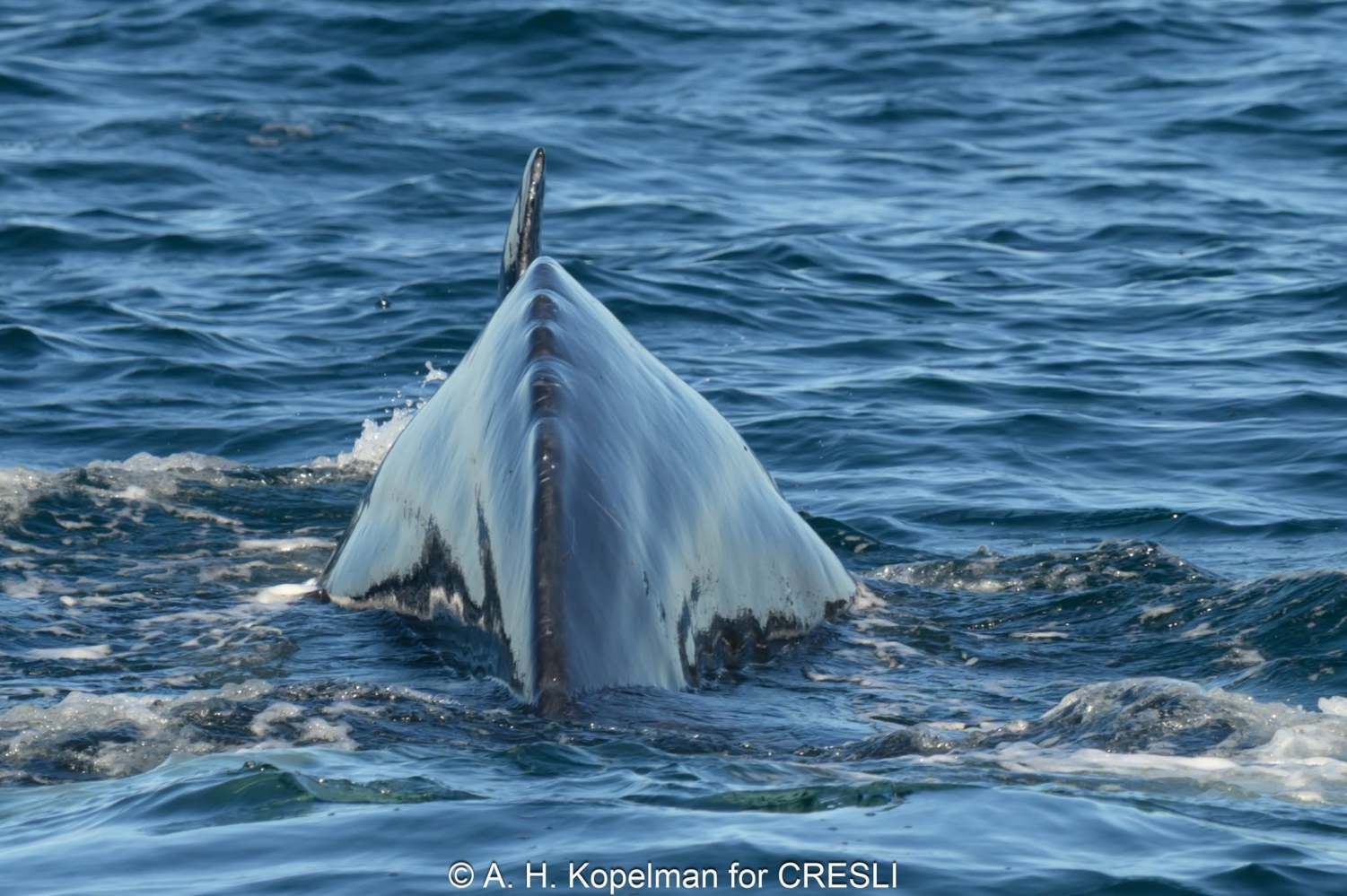 Back of a whale with dorsal fin above water surface.