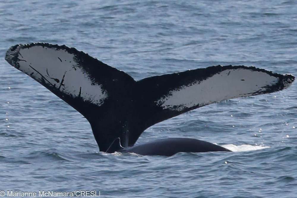 Whale tail above ocean surface with visible white and black markings.